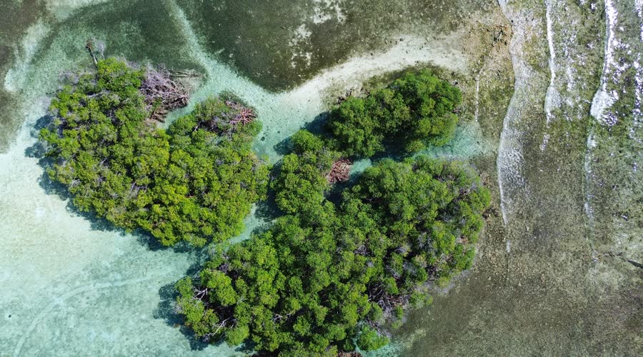 Cayo de manglar visto desde el aire